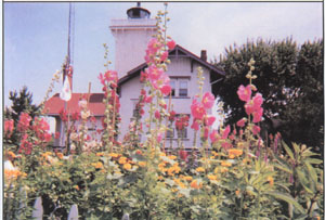 Hollyhocks